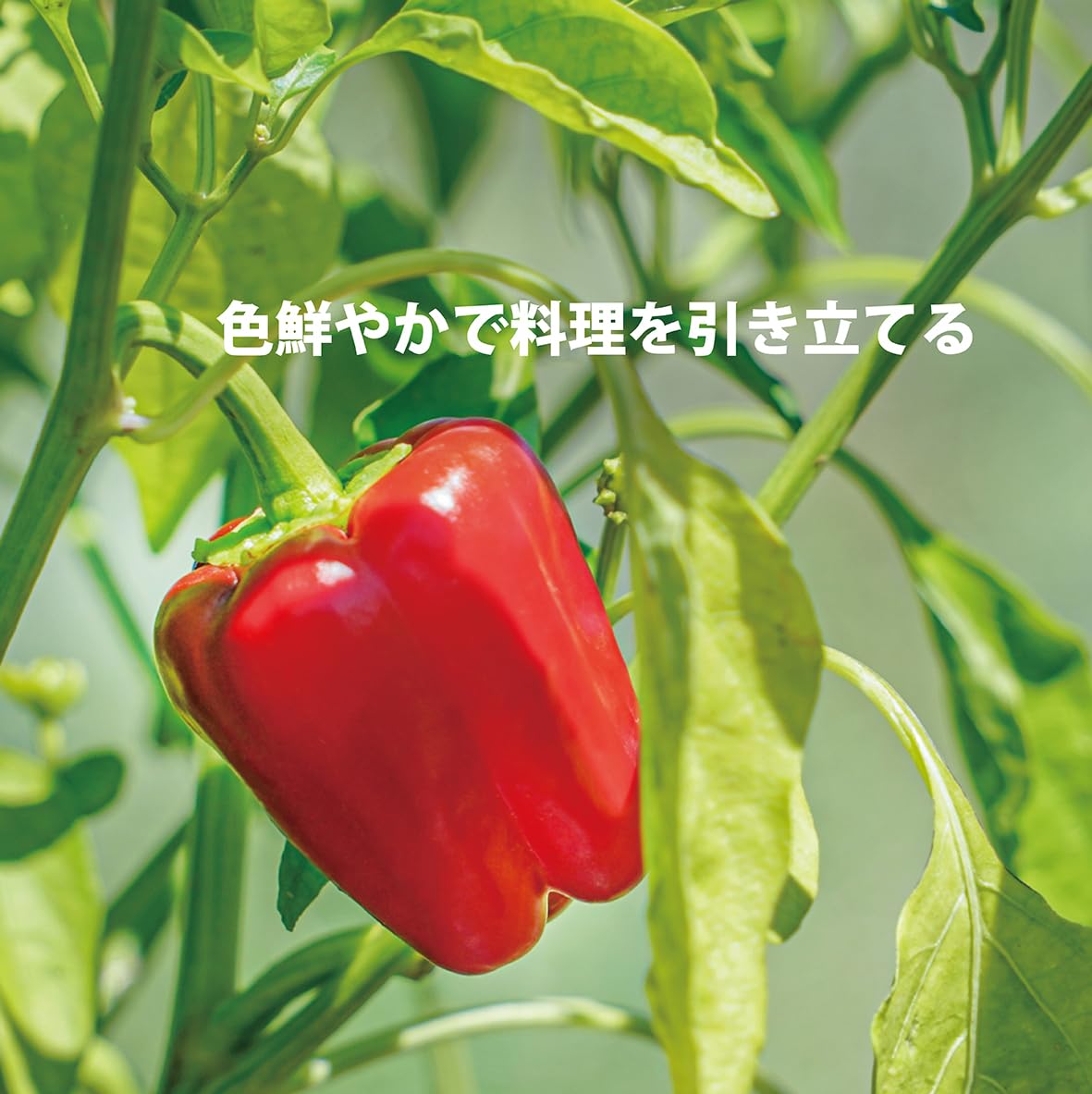 Amazon.co.jp: 輸入 パプリカ 赤 1個 : Food, Beverages & Alcohol